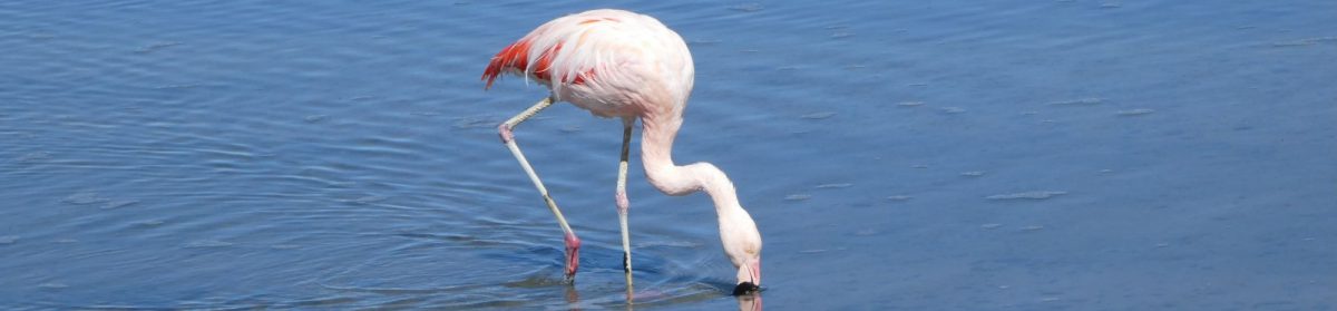 Unterwegs in Südamerika